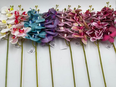 عرق اوركيدا